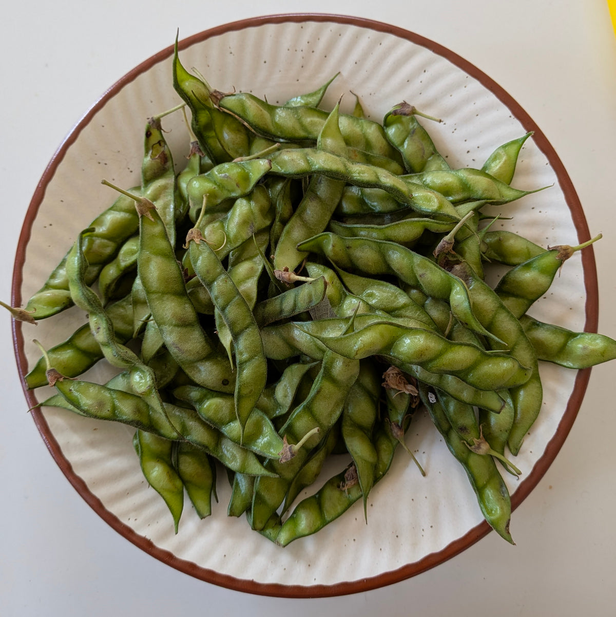 Behliang (Pack khat)