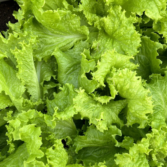 Lettuce Tawn 1