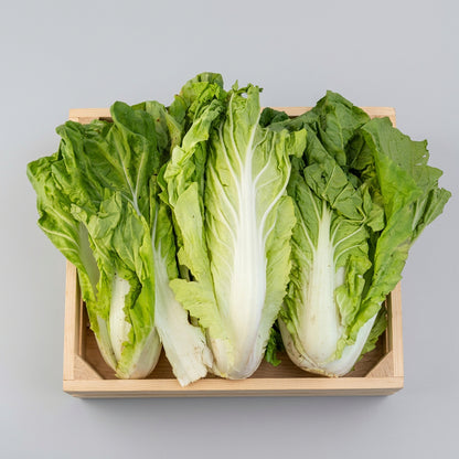 Chinese Cabbage 1KG